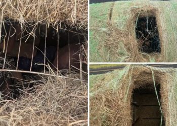 Migrants Discovered In Hidden Compartments In Hay Loads