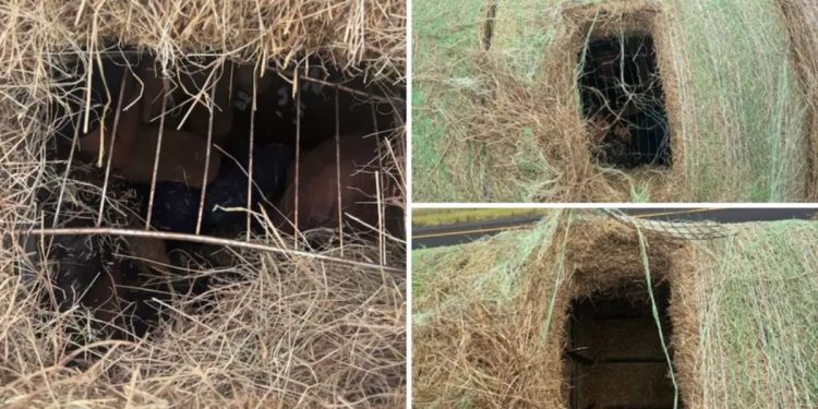 Migrants Discovered In Hidden Compartments In Hay Loads