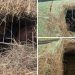 Migrants Discovered In Hidden Compartments In Hay Loads