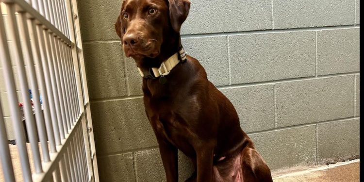 Bend Man Detained After Allegedly Beating And Dragging Dog Down The Street