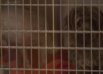 Pets Being Abandoned And Surrendered At Alarming Rate Across Arizona
