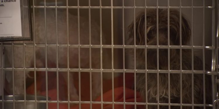 Pets Being Abandoned And Surrendered At Alarming Rate Across Arizona