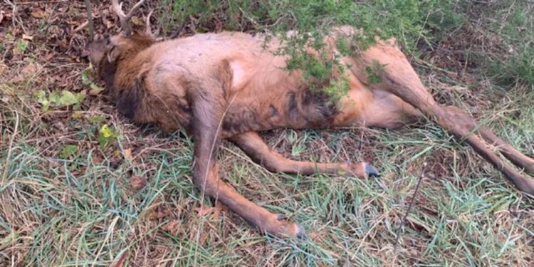 Three Missouri Men Sentenced In Connection With Poached Bull Elk