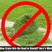 Is It Illegal to Mow Grass Into the Road in Hawaii? Here’s What the Law Says
