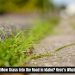 Is It Illegal to Mow Grass Into the Road in Idaho? Here’s What the Law Says
