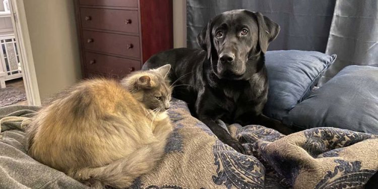 Oregon Man Sentenced To 18 Months In State Prison For Shooting And Killing His Neighbor’s Pet Labrador