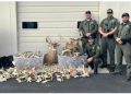 Ohio hunter sentenced to prison after investigation leads to forfeiture of hundreds of deer antlers