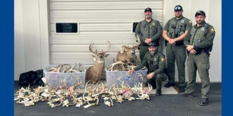 Ohio hunter sentenced to prison after investigation leads to forfeiture of hundreds of deer antlers