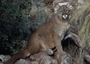 Woman found dead in suspected mountain lion attack in Colorado
