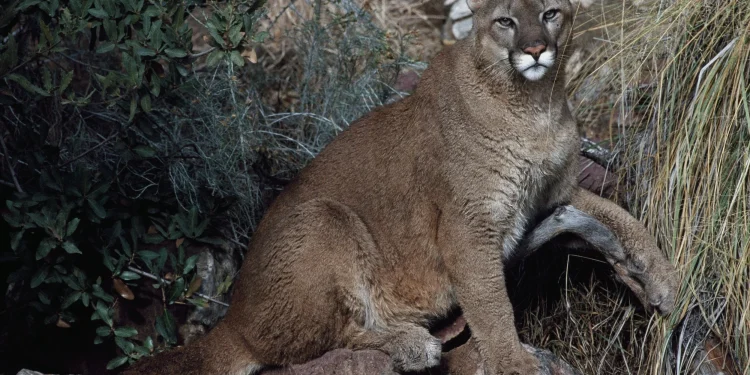 Woman found dead in suspected mountain lion attack in Colorado