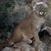 Woman found dead in suspected mountain lion attack in Colorado