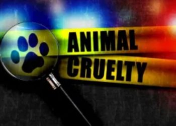 Woman apprehended for physically assaulting a puppy in Santa Monica