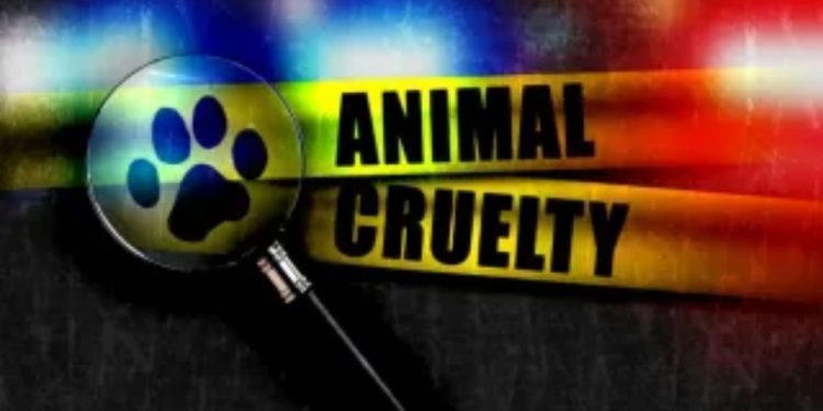 Woman apprehended for physically assaulting a puppy in Santa Monica